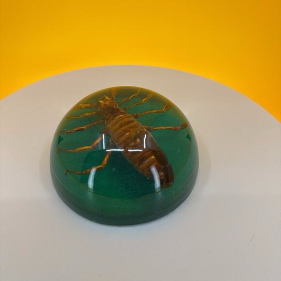 Scorpion Encased in Pexiglass - Picture 11 of 16